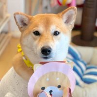 こまちゅーぶ Koma Tube🌸 (@koma_tube0301) 's Twitter Profile Photo