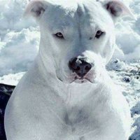 FinesseNYC (@alldaynightny12) 's Twitter Profile