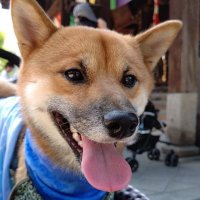 小鉄 (@0sjbatrfcoflqxw) 's Twitter Profile Photo