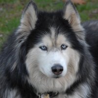 Mike Crown(マイク クラウン) (@mike_crown) 's Twitter Profile