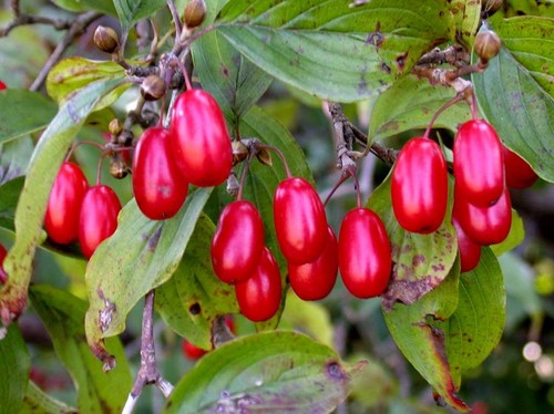 chamsura_junchu's profile picture. 봄내골 촌놈