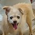 Buddy Chi Poo (@buddychipoo) Twitter profile photo Buddy Chi Poo (@buddychipoo) Twitter profile photo