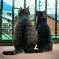 雷蔵丸😻ちぃ🐱&婆😷 (@x7hds07eohlwflp) 's Twitter Profile