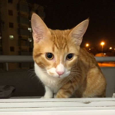 coderland7's profile picture. ElZako