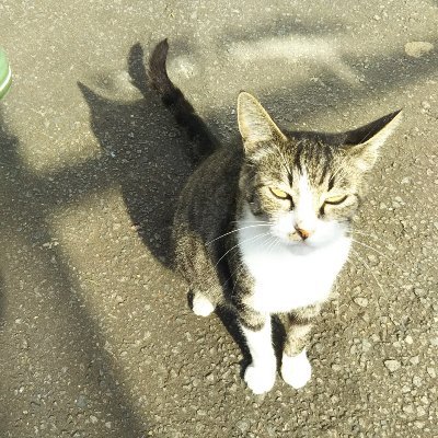 ロンチー😺たろハクさんのプロフィール画像