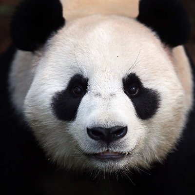 PandahPicks Profile Picture