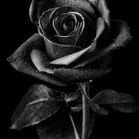 Kumar (@kumar74566010) 's Twitter Profile