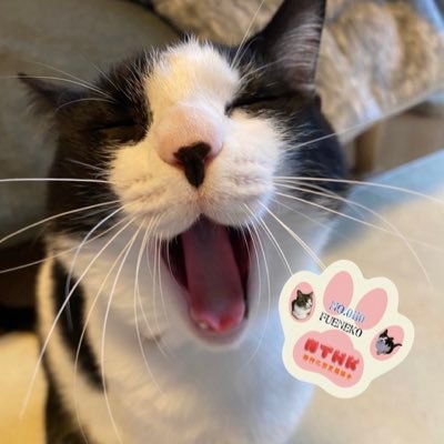 melodycatflute's profile picture. 2020.5月 倉庫の屋根のすきまに入ってた子猫♀でした。発見当時、生後約3週間。 子どもたちが こんぶ と名付けました。楽しい猫好きさんと繋がりたいと思っています。DMは遠慮🙅‍♀️ヘッダーイラストはみもさん💕（@R_love__love_）