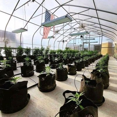 MyGreens_420's profile picture. Get the best strains,oils,pills.smoke and get high or cure CANCER,depression, anxiety, and other diseases.  Call/Text me  +1(908)758-3296