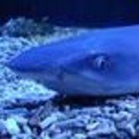 Юрий Белов (@svann06) 's Twitter Profile