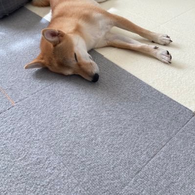 kyo_anko29's profile picture. 