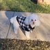 Walks with Maui (@walks_with_maui) Twitter profile photo Walks with Maui (@walks_with_maui) Twitter profile photo