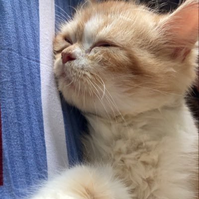 SenboZuu's profile picture. Blah blah blah