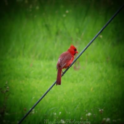 MaylinnsP's profile picture. ohio photographer 📸
taken 4.6.17💍4.6.19