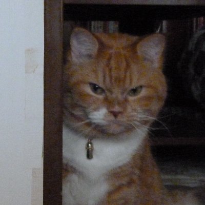 ふぉれっとさんのプロフィール画像
