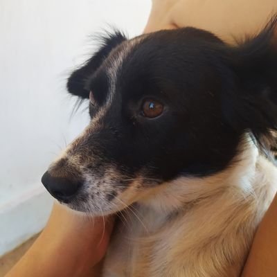 ajudemeupettkl's profile picture. oiê! leia a thread pra conhecer mais sobre a história dela.🐶💖