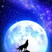 🌕月夜銀狼🐺 (@moonnight_wolf_) 's Twitter Profile
