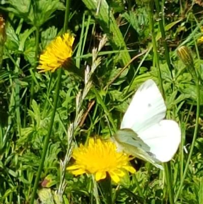 Mum, Sustainability Officer at Nottingham Playhouse, moth enthusiast!