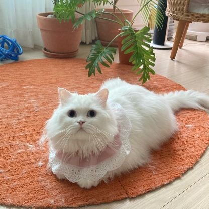 Hello friends. This account is for pebble. She is a persian cat. 2 year age.
Please subscribe to her youtube channel and help me make her the most viral cat.