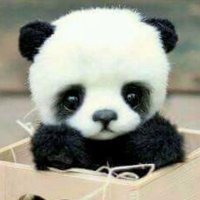 Hoping for a Baby Panda(@forababypanda) 's Twitter Profile Photo