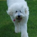 Robin Voss - @RobinWhiteVoss - Twitter