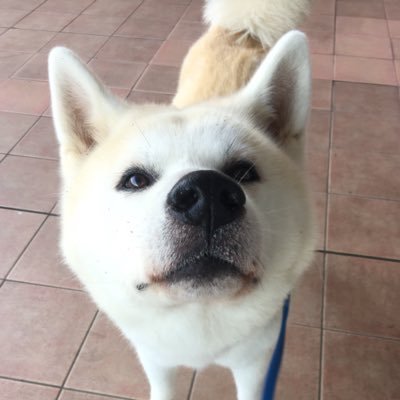 2012年5月生まれの秋田犬♂銀と関東の田舎でのんびり暮らしています。子供の頃から犬が大好き!今は銀の写真を撮ることが日課です。時々愚痴も呟きます。よろしくお願いします(^ ^)