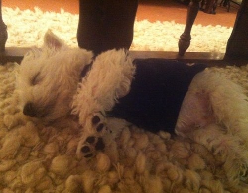 lemleye's profile picture. 