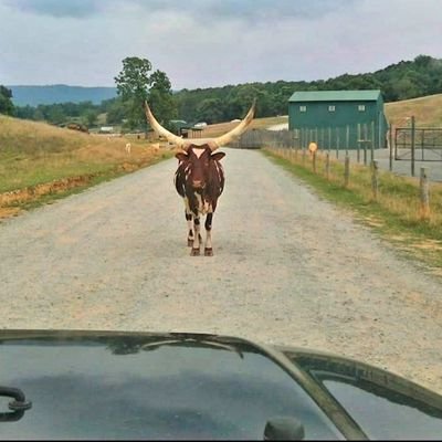 Cindyluwhoo191's profile picture. Music is my therapy 🤘