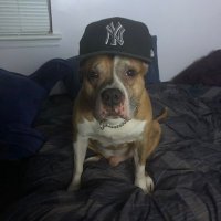 FUNKIN’ CAVAC (@funkin_cavac) 's Twitter Profile