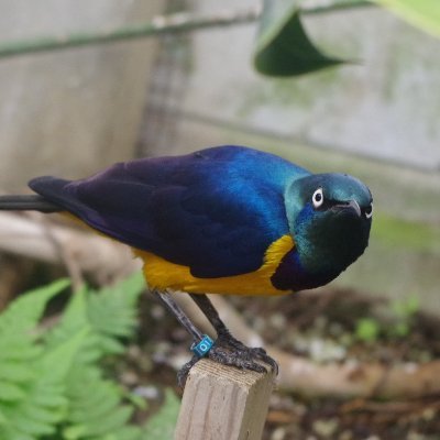 kahori_setouchi's profile picture. あをいはるさん関連、怪人二十面奏、STU48(原田清花ちゃんとか)、Mana様、ラルク、星野沙織さんなどの現場に行きます。
ピアノ＆チェンバロ＆パイプオルガン＆アコーディオン＆バイオリン、鳥、虫、化石、鉱物、アンティークオルゴール、ガラス、桜、蘭、カメラ、飛行機、船、みかんが好きなオタク。