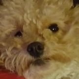 in_3AM's profile picture. 우리 강아지 저를 속였네요