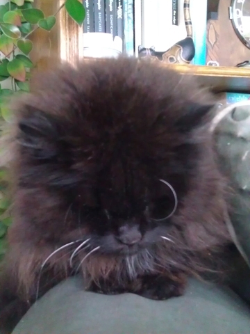22-year old Maine Coon cat and native New Yorker, owned by Therese Poletti. Fav thing in life is eating and falling asleep in the sun.
