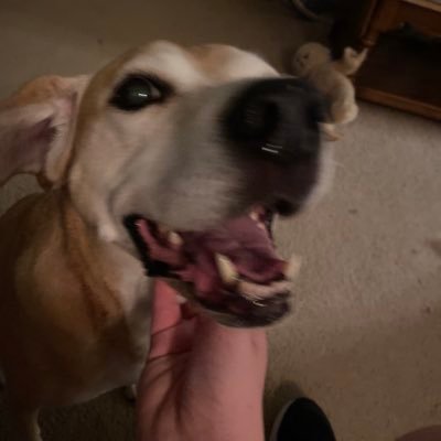 The Big Doge Profile