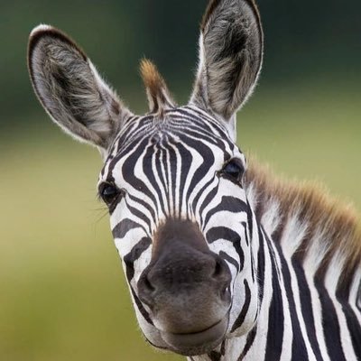 Maryland Zebra Profile