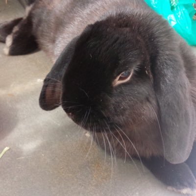 黒葉♣︎さんのプロフィール画像