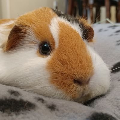 I'm a cute plump guinea pig. Please follow so you never miss the latest cute pet pics.