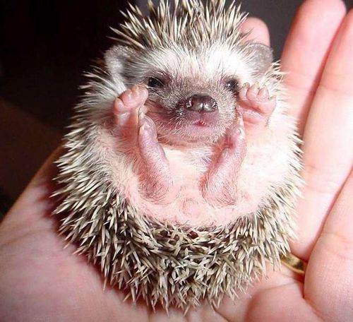 zooforum_by's profile picture. Белорусский форум о животных - zooforum.by Всё о собаках, кошках рептилиях и амфибиях. Аквариумный форум.