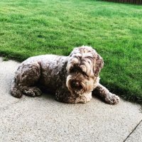 theonlytiffany (@prs_yip) 's Twitter Profile