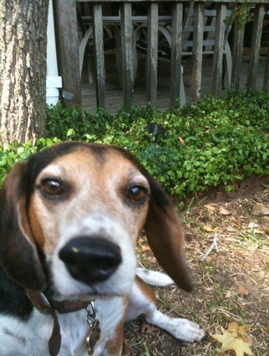 JakeMaximus's profile picture. a righteous man regardeth the life of his beast... -Proverb