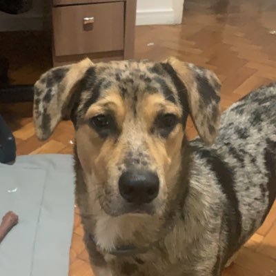 BiliaLopes's profile picture. 