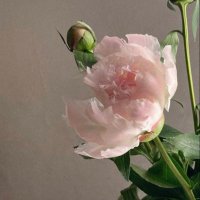 مَنـار القَحطاني ٰ (@manar68342856) 's Twitter Profile