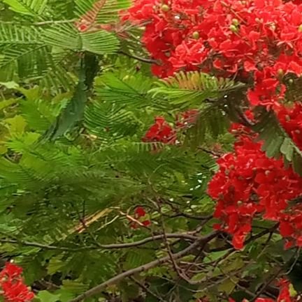 SyedMZeeshanHa2's profile picture. Simple and straight