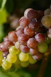 GoodHarborWine's profile picture. We are a family owned and operated vineyard and winery located in Michigan's wine country. Our goal is to sell wines that are a joy to drink.