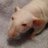 Honna Loves Rats