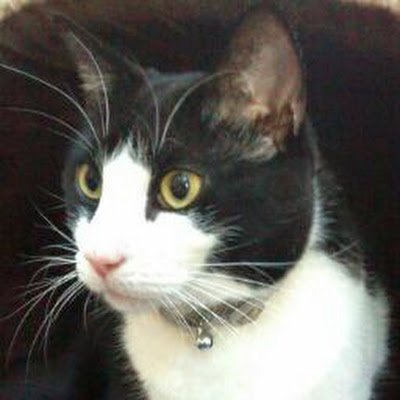 LavalleeLucia's profile picture. 