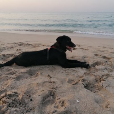 NAeLinh0's profile picture. Free Palestine 🇵🇸