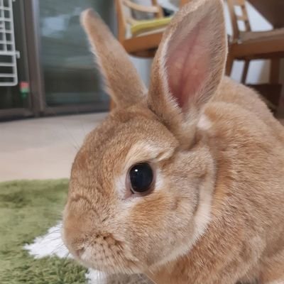 NohohonusaginoM's profile picture. のほほんうさぎのMチャンネルです。
宜しくお願い致します。 / うさぎ : めーぷる(メス)  / 誕生 : 2012年10月21日 12歳のおばあちゃんうさぎです。 / みんみ → まめ → メープル  3代目     
YouTubeもはじめてみました。チャンネル登録頂けると嬉しいです(* ´ ▽ ` *)
