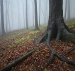 PrintingGreen1's profile picture. Certified Green Printing - highest quality printing while reducing our impact on the environment, through FSC, Carbon Offsetting, mindful business practices