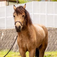 吉川八幡神社 御神馬🐴いづめ🐴公式 (@yoshikawa8izume) 's Twitter Profile Photo