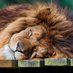 Feral Pet Lion (@feral_pet_lion) Twitter profile photo Feral Pet Lion (@feral_pet_lion) Twitter profile photo